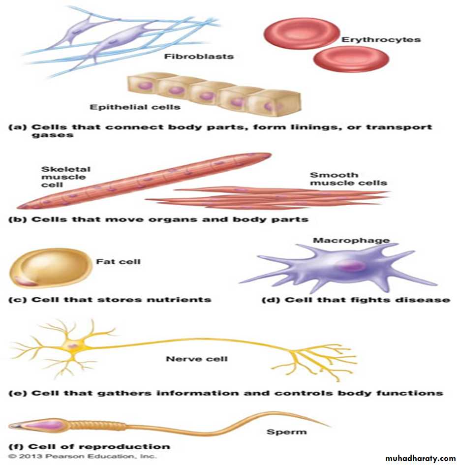 Cell physiology ppt