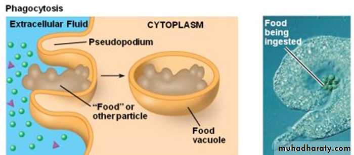 Cell physiology ppt