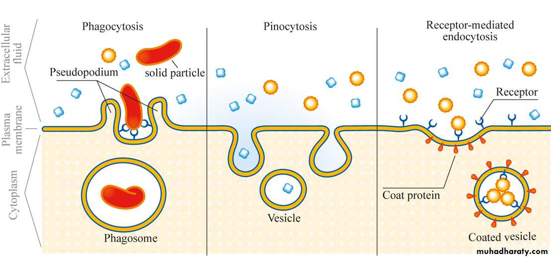 Cell physiology ppt