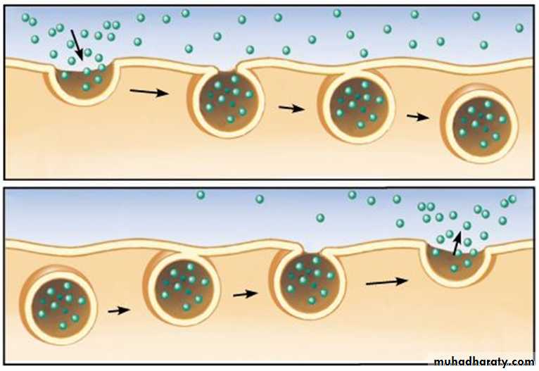 Cell physiology ppt