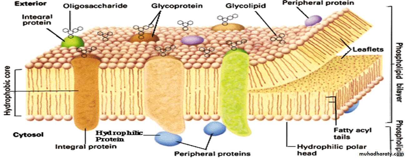 Cell physiology ppt