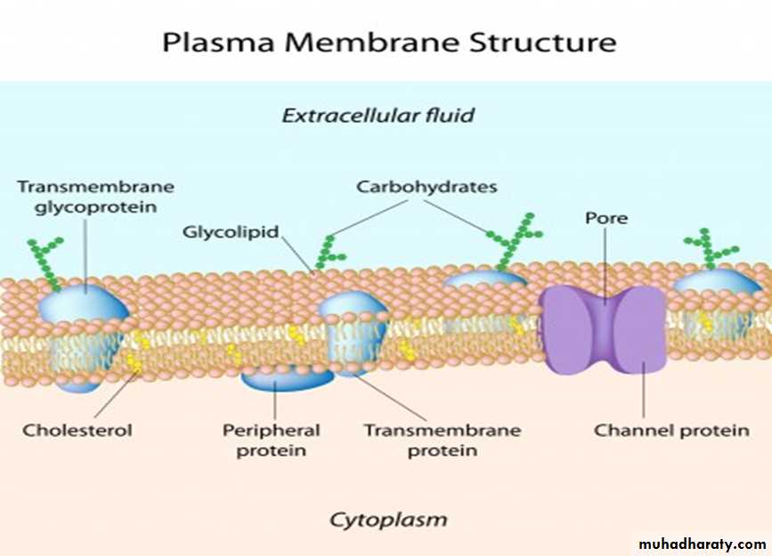 Cell physiology ppt