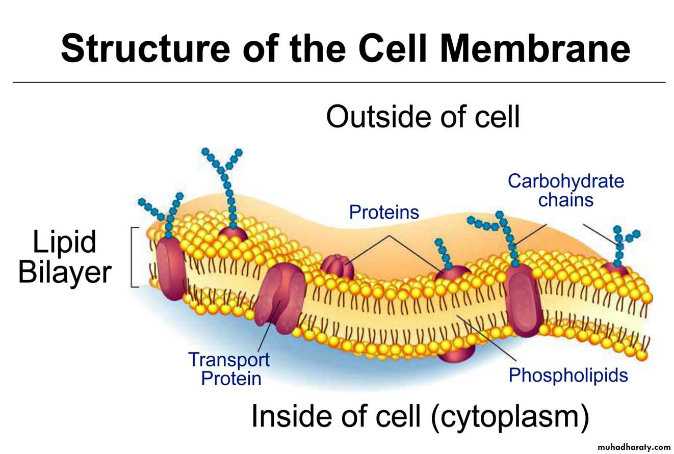 Cell physiology ppt