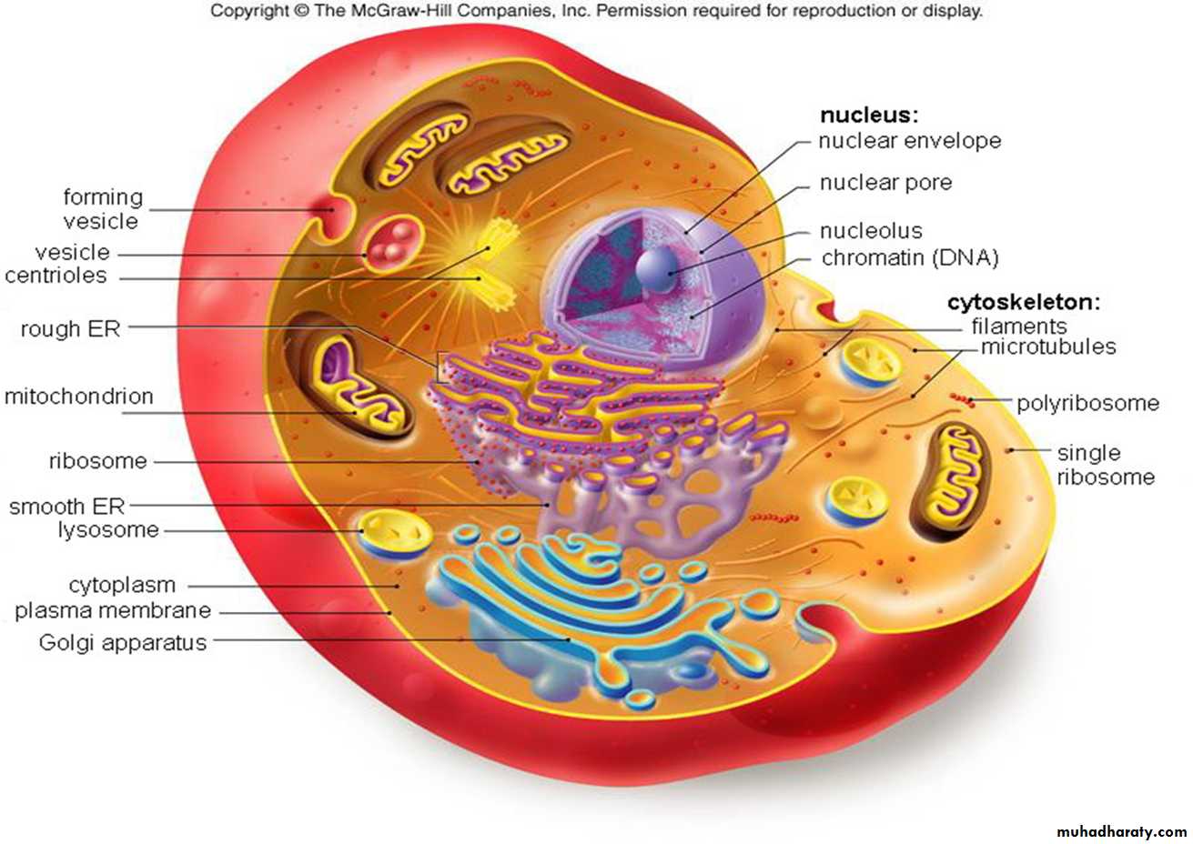 Cell physiology ppt