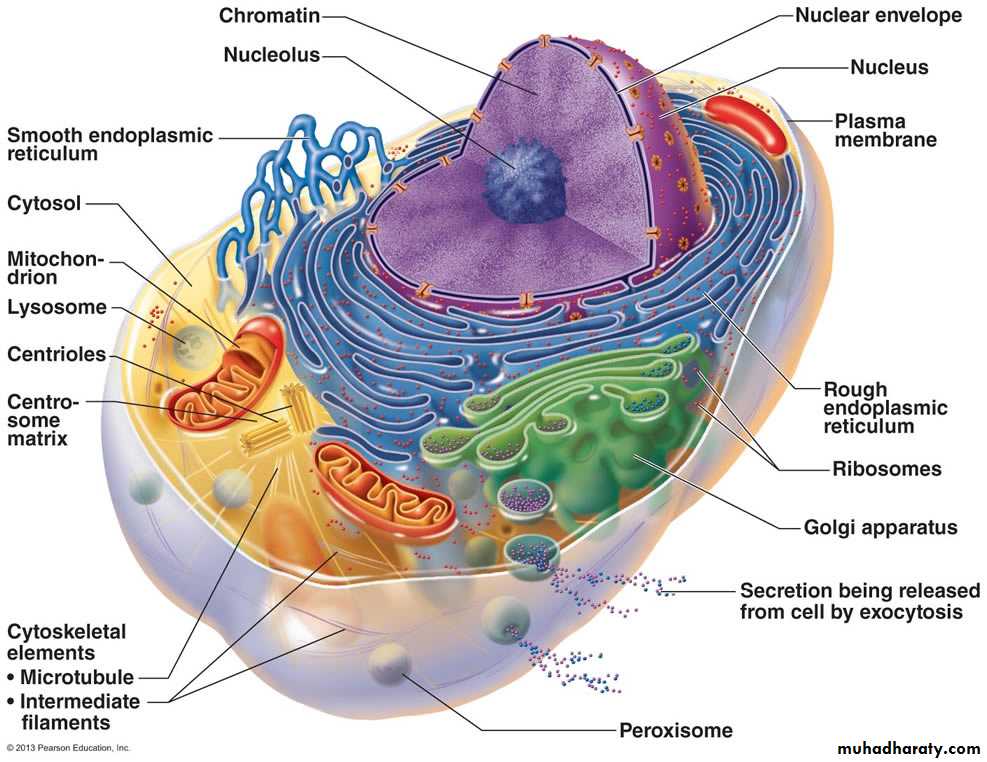 Cell physiology ppt