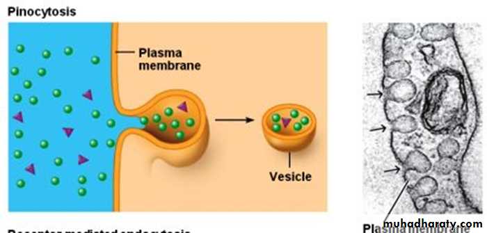 Cell physiology ppt