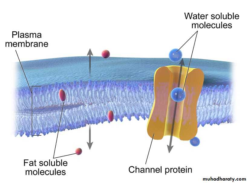 transport thorough cell membrane ppt