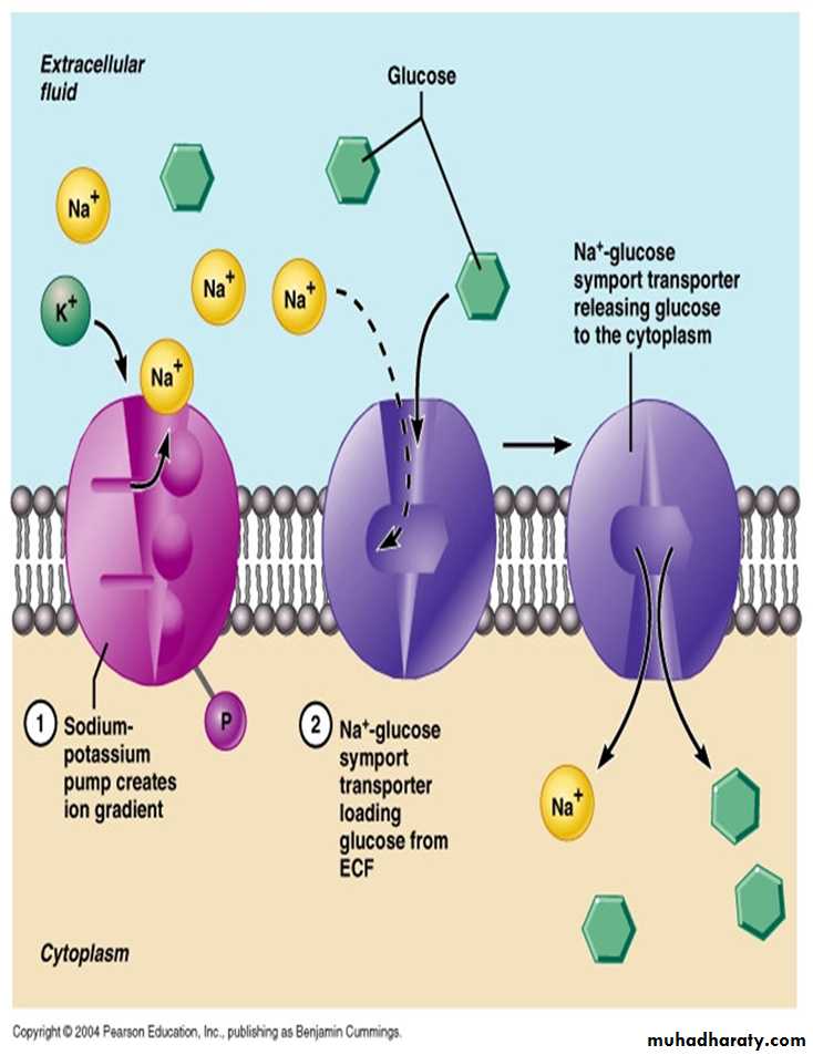 transport thorough cell membrane ppt