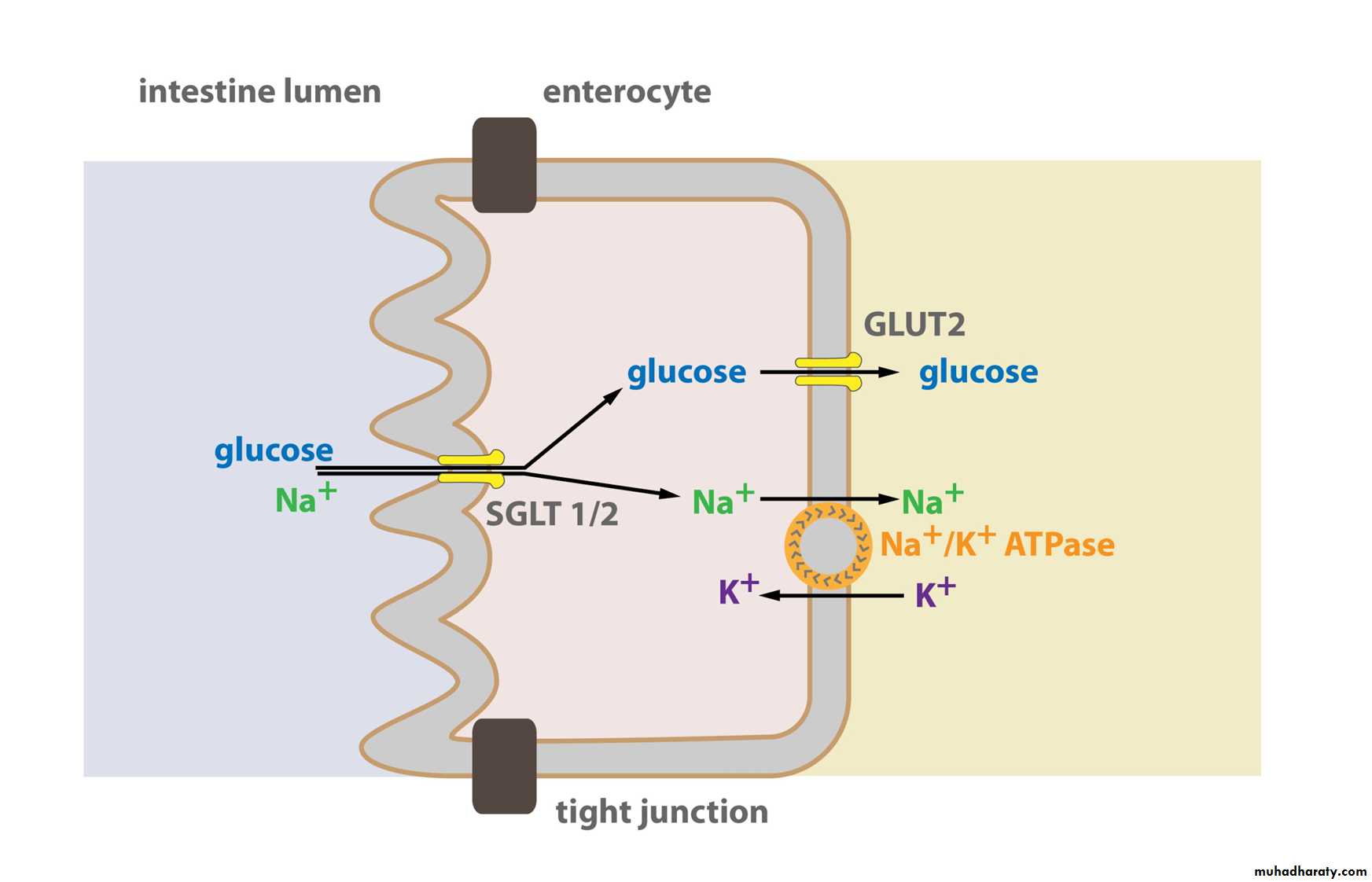 transport thorough cell membrane ppt