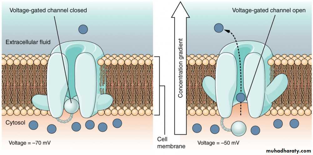 transport thorough cell membrane ppt