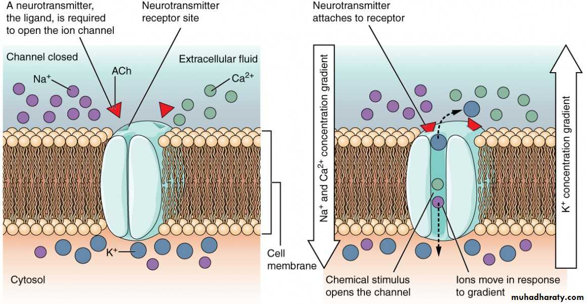 transport thorough cell membrane ppt