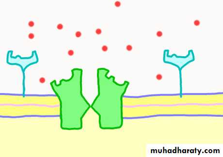 transport thorough cell membrane ppt