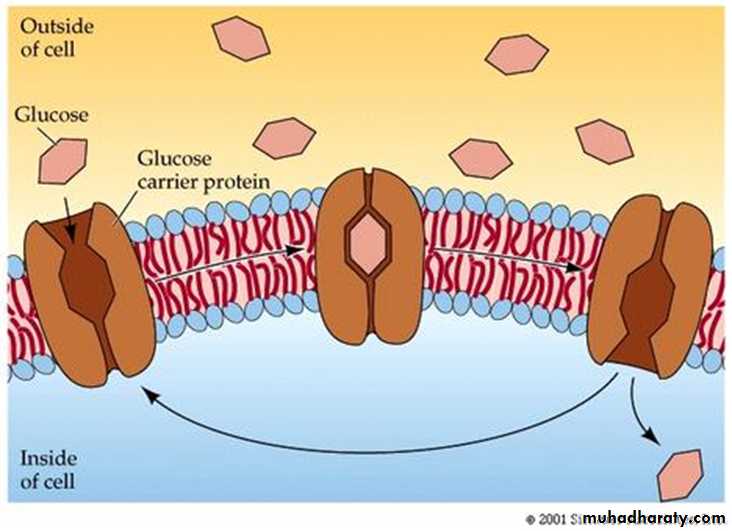 transport thorough cell membrane ppt