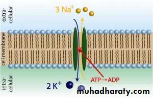 transport thorough cell membrane ppt