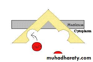 transport thorough cell membrane ppt