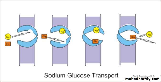 transport thorough cell membrane ppt