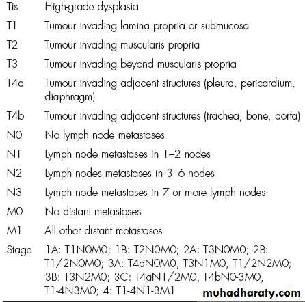 Esophagus 2