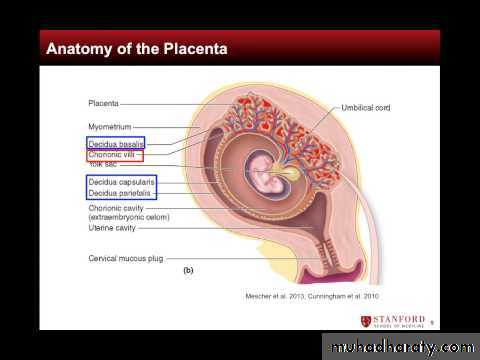 Overview of normal development of the fetus