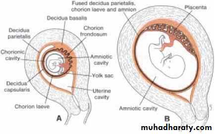 Overview of normal development of the fetus