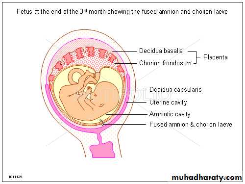 Overview of normal development of the fetus