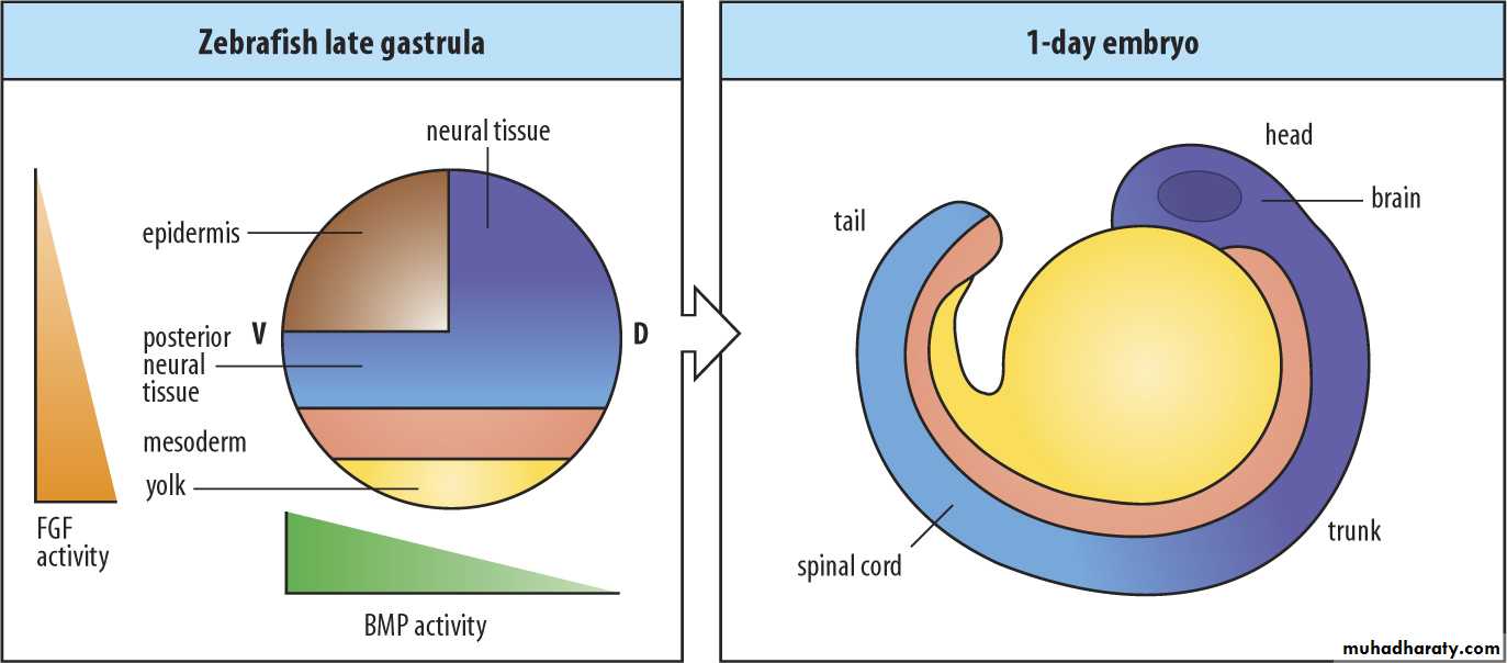 Overview of normal development of the fetus