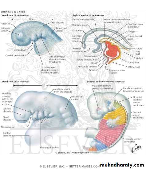 Overview of normal development of the fetus