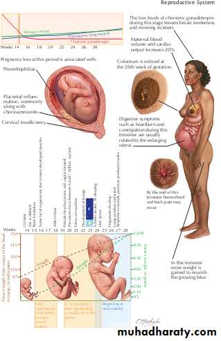 Overview of normal development of the fetus