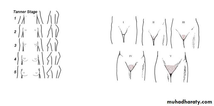 Puberty