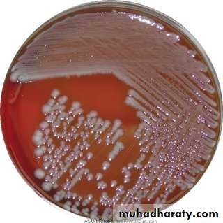 Bone infection