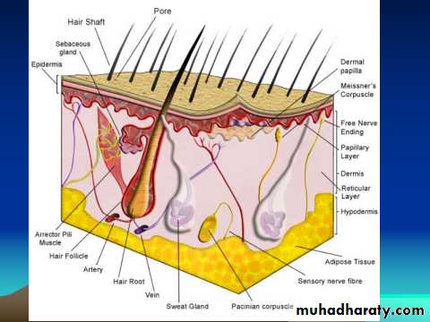 Bone infection