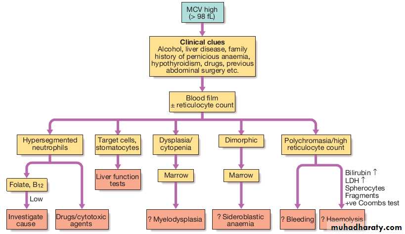 anemia
