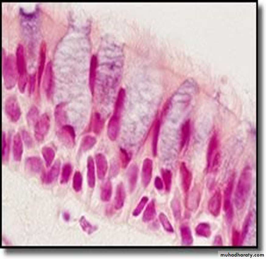 Respiratory system