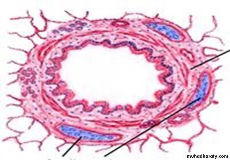 Respiratory system