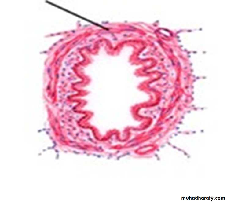 Respiratory system