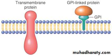 immune hemolysis