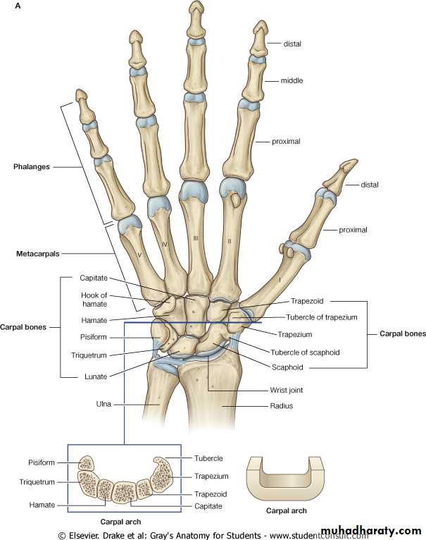 Upper Limb Orthopedic