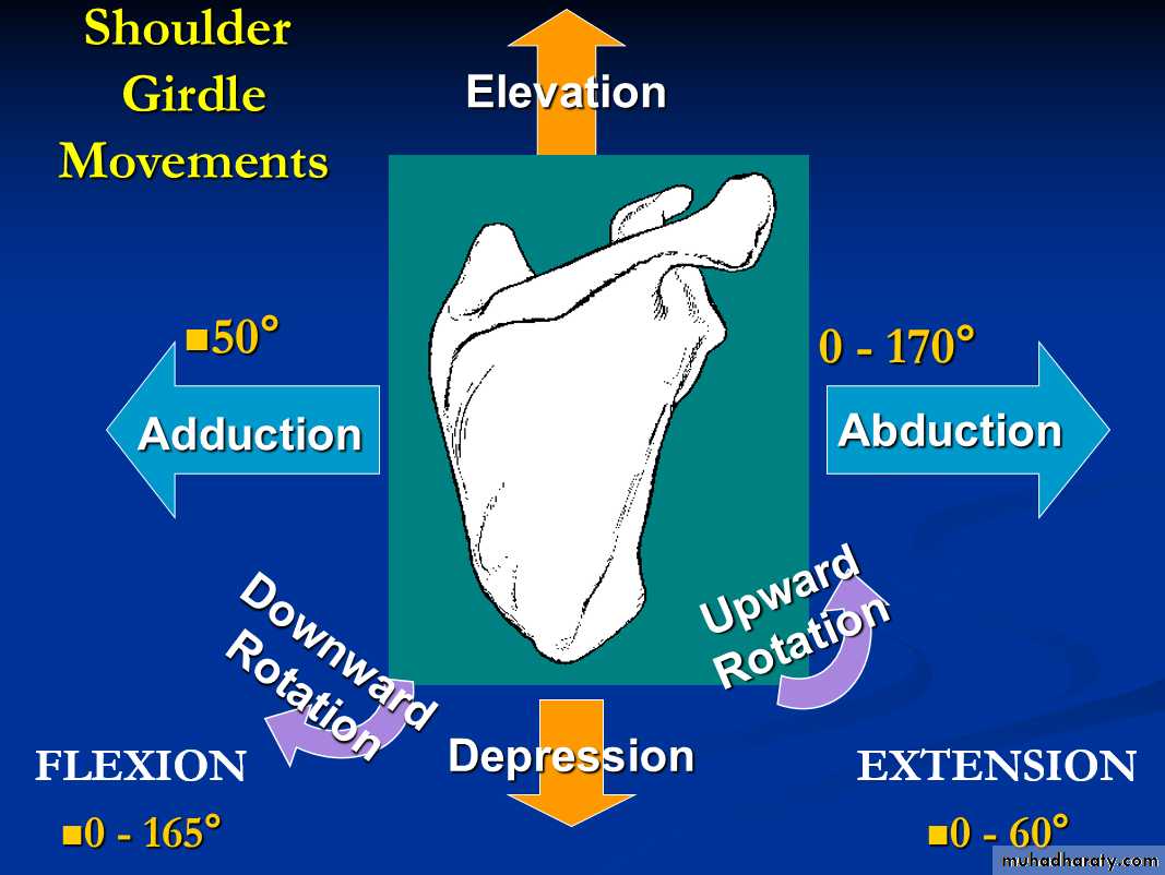 Upper Limb Orthopedic