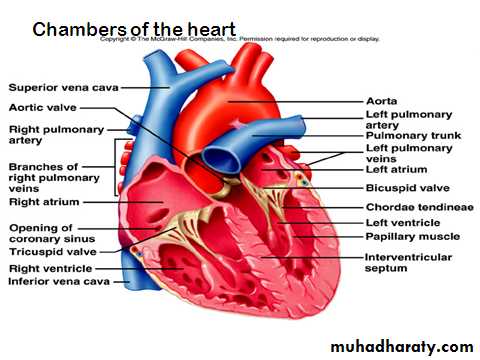 Physiology