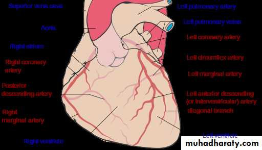 Physiology