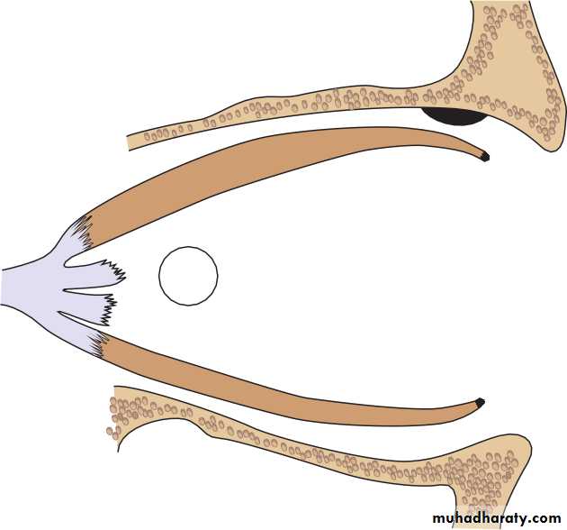 Lectures of Ophthalmology