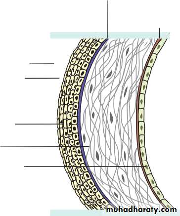 Lectures of Ophthalmology
