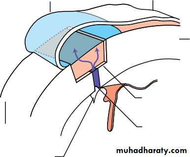 Lectures of Ophthalmology