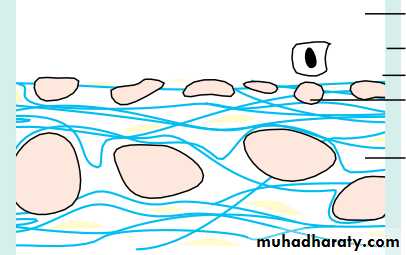 Lectures of Ophthalmology