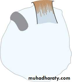Lectures of Ophthalmology