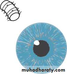 Lectures of Ophthalmology
