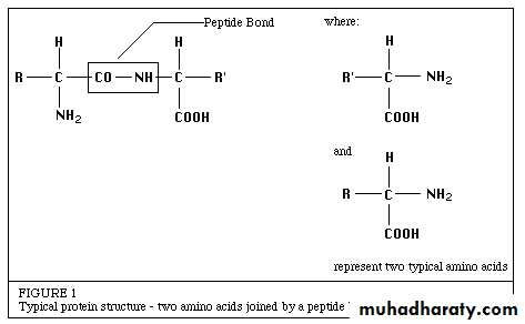 enzymes