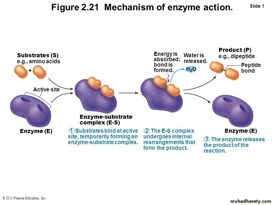 enzymes