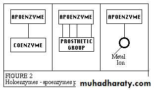 enzymes