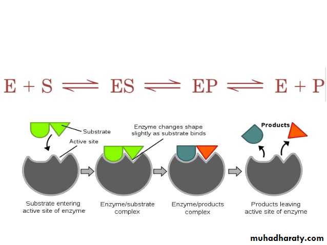 enzymes