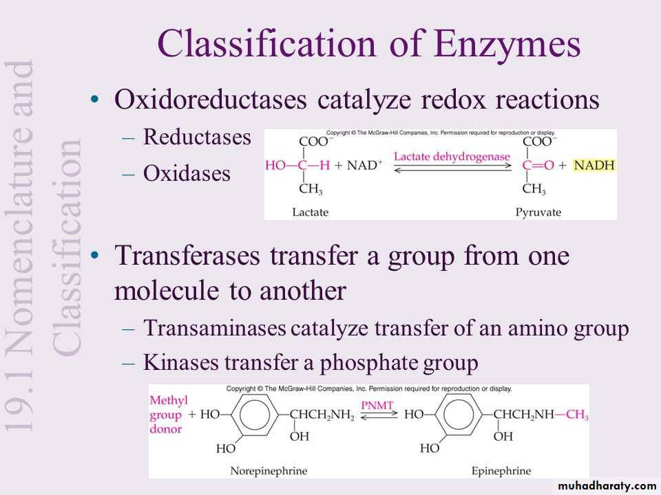 enzymes